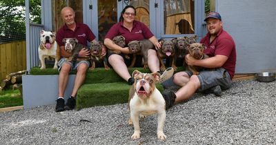 Welsh dog charity receives 'worst-bred intake of dogs' they’ve ever seen with catalogue of health problems