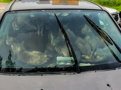 Man found living in car with 47 cats in sweltering June heat