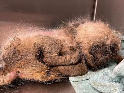 Horror photos of Shih Tzu thrown into Florida animal shelter dumpster