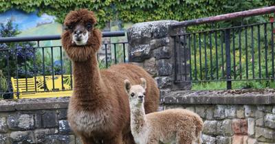 Meet the adorable baby alpaca born at Glasgow Tollcross Children's Farm
