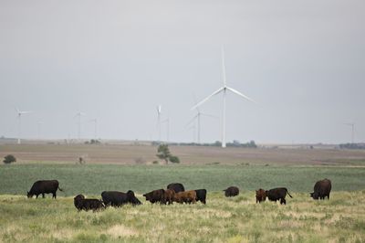 Days of intense heat have killed thousands of cattle in Kansas