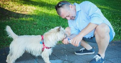 Keeping dogs cool during the hot weather - get your questions answered by an expert