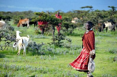 In Tanzania, the Maasai fight eviction over state conservation plot