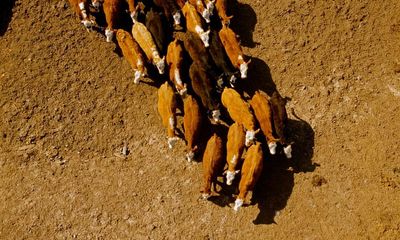 Thousands of cattle dead due to heatwave in Kansas