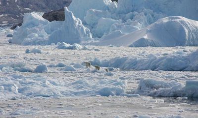 Polar bears found thriving despite lack of sea ice offer hope for species