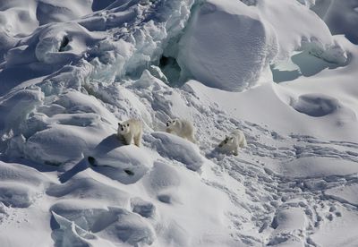 In a place with little sea ice, polar bears have found another way to hunt