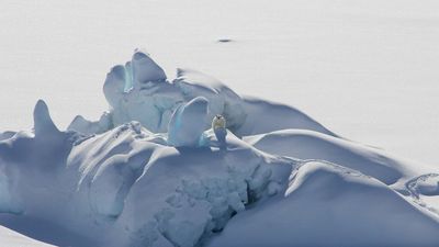 Polar bear population found in Greenland that relies on glaciers rather than sea ice