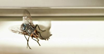 Cleaning expert reveals to top tips for keeping flies out of your kitchen and food this summer