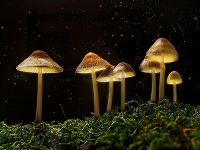 Canadian Special Access Program Further Authorizes Novel Psychedelic Drugs For Emergency Treatments