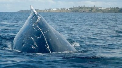 Humpback whales have close brush with humans during migration along Bundaberg coast