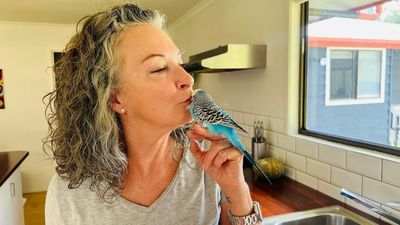 Talking pet budgie dating ad seeks partner for bird