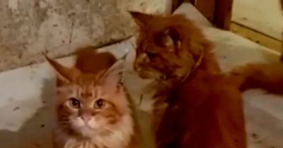 Woman EATEN by 20 giant cats after collapsing at home as police discover grisly scene