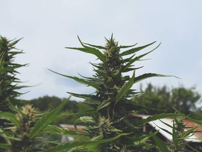 How To Increase CBD Yield While Keeping THC Levels Down: Cannabis Science Has Answers