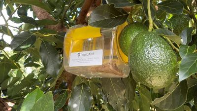 ID fingerprint technology detects specific pests, helps farmers reduce reliance on chemicals