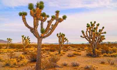 California delays Joshua Tree protections as experts say time is running out