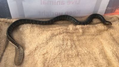 Sea snakes seized from Hervey Bay business after tip-off from public