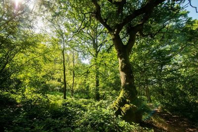 Scotland is ‘punching above weight’ in creating woodland areas