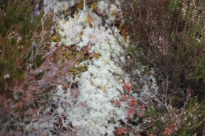 FedEx finances large-scale Highland rewilding scheme