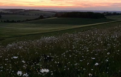 Country diary: Chalk hills glowing in the light of the moon