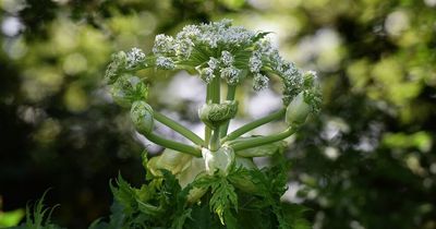 Warning as 'dangerous' plant that can make you blind spreads across Bristol