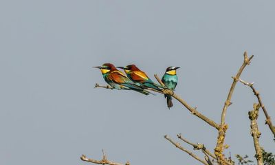 Rare birds’ arrival an ‘unmissable sign’ climate emergency has reached Britain