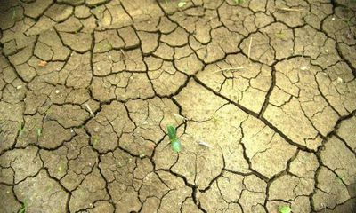 Nagpur: Early sowing gamble may fail, say farmers