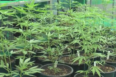 Boy, 14, treated, recovers after using cannabis