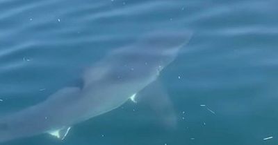 Huge 15ft great white shark spotted swimming alongside family in chilling video