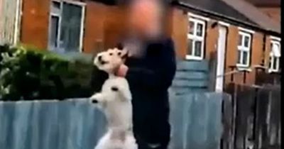 'Cruel' footage shows man carrying dog by 'throat' as investigation sparked