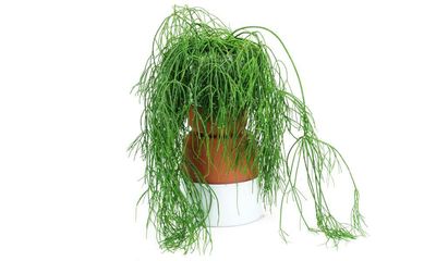 Houseplant of the week: mistletoe cactus