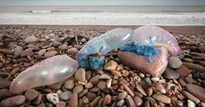 Warning over 'killer' jellyfish that look like 'plastic bags' set to invade UK beaches