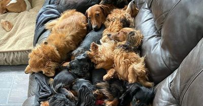 Baffling photo of sausage dogs leaves people stumped at how many are in picture