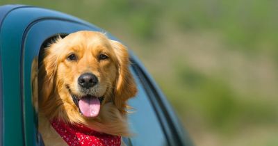 Lawyers on whether you legally can smash a window to save dog inside hot car