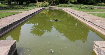 Dead fish found in Bristol pond after plants 'stolen'