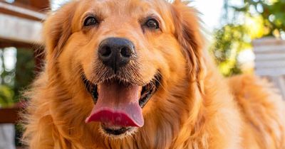 Five second test that tells you if it's too hot to walk your dog