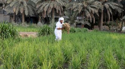 Saudi Arabia to Launch First Specialized Company for Marketing Agricultural Products