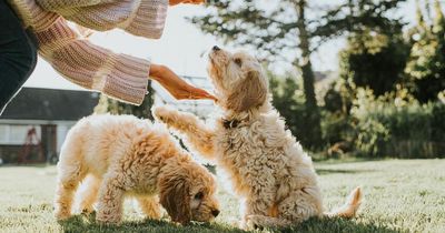 Expert shares advice for owning and caring for cockapoo puppy as interest soars