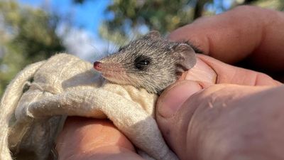 Critically endangered tiny marsupial that survived wildfires now facing extinction threat from feral cats