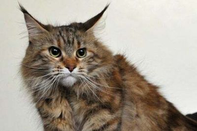 Dead woman in Russia ‘eaten by her 20 cats while body undiscovered for weeks’