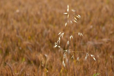 Drought threatens northern Italy crops as heatwave grips Europe