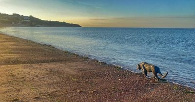 Stunned beachgoers double take as 'big black cat' cools in the shallows