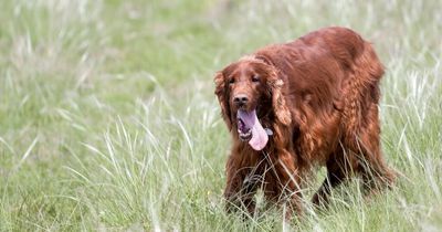 The five second test dog owners should do before going on walk in hot weather