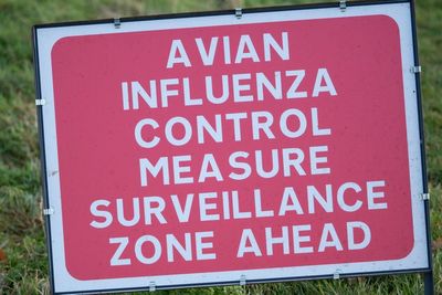 Birds culled as avian influenza case detected in Sussex