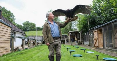 Neighbours scared as 'inquisitive' vulture lands in gardens and interrupts tea parties