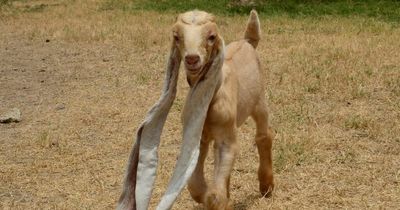 Baby goat born with 19-inch ears could win Guinness world record