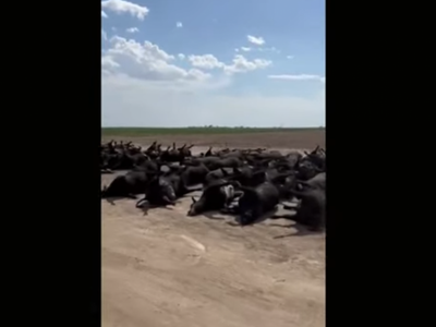 This Week's Scorching Heat Wave Killed Thousands Of Cattle, Costing Kansas Farmers Millions