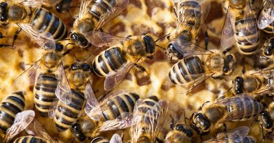 Family's nightmare as swarm of bees traps them inside home with child covered in stings