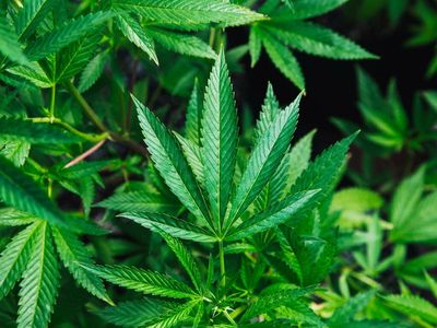 American Medical Association Supports Expungement Of Marijuana-Related Records In Cannabis Legal States