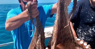 Huge octopus with 'suckers as big as 50p pieces' caught in UK waters