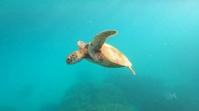 Marine turtles' male drought has scientists seriously concerned about risk of population decline